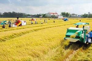Doanh nghiệp-nông dân: Mấu chốt để phát triển nông nghiệp hàng hóa