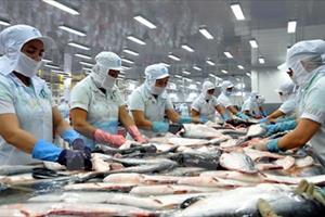 VASEP cảnh báo thận trọng hơn khi xuất khẩu cá tra sang Trung Quốc