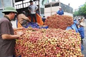 70% rau quả Việt Nam xuất khẩu sang Trung Quốc