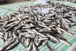 Xác định nguyên nhân cá chết bất thường ở vùng biển Thanh Hóa