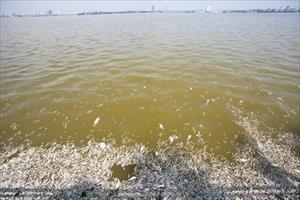 Vụ cá chết trắng Hồ Tây: Toàn bộ mặt nước hồ không có ôxy