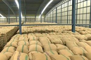 Nhu cầu thế giới giảm khiến giá gạo Thái Lan rớt giá thảm hại