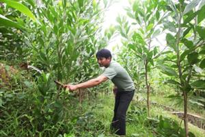 Thủ tướng ban hành quy chế bảo vệ, phát triển rừng sản xuất