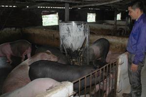 Giá lợn hơi xuống thấp - người chăn nuôi lỗ nặng
