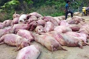 Nông dân nuôi lợn điêu đứng với thương lái Trung Quốc