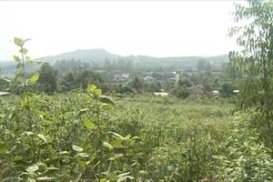 Vĩnh Phúc sẽ không lấy rừng phòng hộ tại núi Ngang làm công viên nghĩa trang