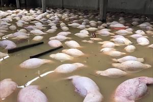 Trại lợn gần 4.000 con bị xóa sổ sau ngập lụt