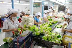 Xuất khẩu rau quả Việt lập kỷ lục mới: Chuyên gia nói gì?