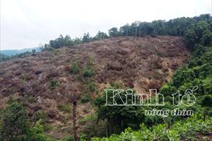 UBND tỉnh Bắc Giang chỉ đạo xử lý nghiêm vụ phá rừng ở Sơn Động