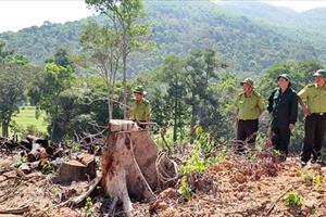 Vụ hủy hoại gần 61ha rừng: Nhiều cán bộ bị kỷ luật, 8 đối tượng bị khởi tố