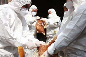 Virus cúm H7N9 độc lực cao tiềm ẩn nguy cơ gây đại dịch