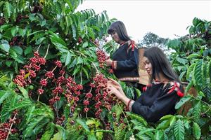 Phê duyệt Đề án khung phát triển sản phẩm quốc gia “Cà phê Việt Nam chất lượng cao”