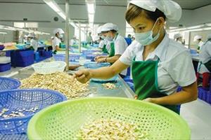 Năm 12 liên tiếp Việt Nam đứng đầu thế giới về xuất khẩu điều