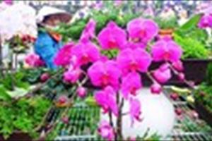 Lâm Đồng muốn đưa thương hiệu rau và hoa Đà Lạt dẫn đầu châu Á