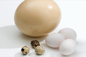 Ăn trứng ngỗng có tốt hơn trứng gà?