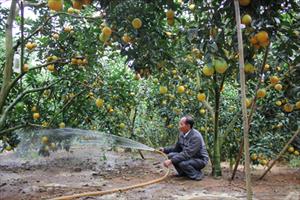 Ồ ạt chặt vải trồng cam ở Lục Ngạn: Đáng lo ngại!