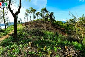 Xử phạt 100 triệu đồng đối với vụ phá rừng đặc dụng Mường Phăng