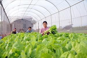 Khơi thông nguồn vốn cho vay phát triển nông nghiệp công nghệ cao