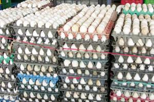 TP. HCM triển khai đề án truy xuất nguồn gốc thịt gà và trứng gia cầm