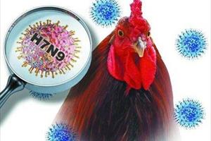 Ngăn chặn virus cúm A/H7N9 xâm nhập qua biên giới