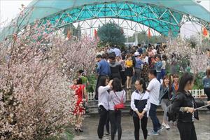 5.000 cành hoa anh đào khoe sắc ở Bắc Ninh