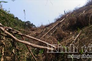 Quế Phong: Tan hoang rừng 163
