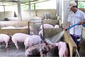 Giá lợn hơi chạm đáy, Bộ Nông nghiệp “cầu cứu” Thủ tướng
