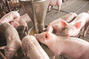Đề xuất ngừng cấp phép xây dựng thêm nhà máy thức ăn chăn nuôi