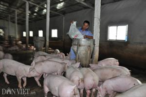 Trung Quốc bắt đầu mua lợn trở lại, giá lợn miền Bắc tăng 3.000đ/kg