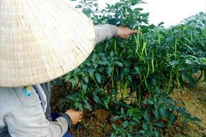 Thương lái Trung Quốc không “ăn hàng” khiến ớt giảm giá mạnh