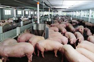 ‘Giải cứu lợn’: Công ty nước ngoài muốn nhập hàng trăm tấn lợn VN