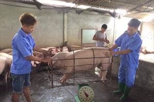 Công ty CP Lebio làm thương hiệu trên nỗi đau người nuôi lợn?