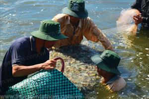 Quy hoạch lại sản xuất nâng cao giá trị tôm Việt Nam