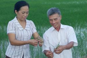 Giống lúa VTNA2 nảy mầm kém tại Hà Tĩnh: ​Do ngâm ủ không đúng quy trình