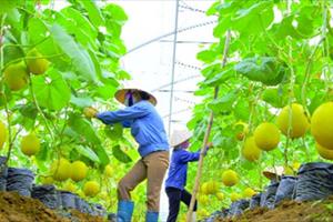 Nông nghiệp công nghệ cao: Doanh nghiệp là “đầu tàu” của chuỗi giá trị