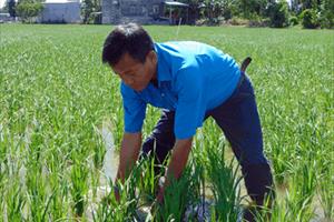 “Kỹ sư” nông dân và kỳ tích tạo ra 5 giống lúa đặc sản