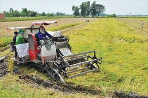 Trồng lúa, nông dân Việt khó ngẩng đầu