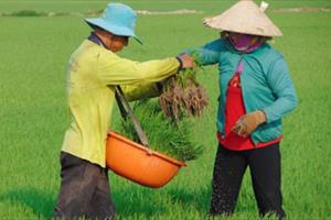 Về xã có hơn 100 nông dân 20 năm trồng lúa không phun thuốc trừ rầy