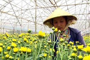 Công nhận vùng nông nghiệp công nghệ cao đầu tiên tại Lâm Đồng