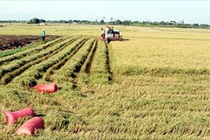 Tăng năng suất và thu nhập từ trồng lúa trên cánh đồng lớn