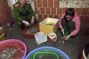 Quận Hoàng Mai: Bắt quả tang cơ sở bơm tạp chất vào tôm
