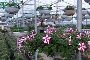 Nhà vườn dự đoán loại hoa được chuộng nhất Tết Mậu Tuất 2018