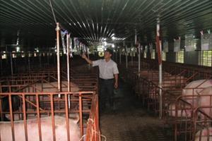 “Vượt bão” cùng ngành chăn nuôi lợn