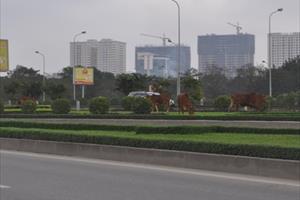 Đàn bò “du xuân” trên Đại lộ đẹp nhất Việt Nam