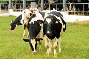 Vinamilk đưa trang trại bò sữa đạt chuẩn quốc tế Global GAP vào hoạt động