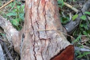 Bình Thuận: Còn mập mờ kiểm tra, xử lý trong vụ phá hơn 200ha rừng Nà Dệt