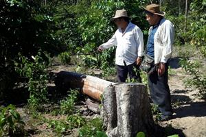 Liên quan đến vụ phá rừng ở Bình Thuận: Bàn giao toàn bộ hồ sơ vụ việc sang Công an tỉnh điều tra, xử lý