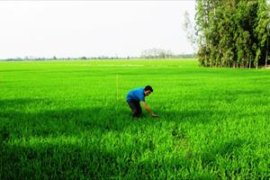 Sử dụng phân bón có SiO2 cho đất lúa ngập mặn: Tăng năng suất và sản lượng