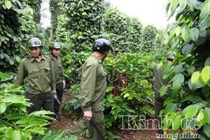 Đắk Lắk: Đẩy mạnh công tác tuần tra để bảo vệ mùa thu hoạch cà phê