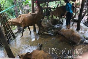 Đắk Lắk: Gần 10 con bò chết bất thường trong một ngày